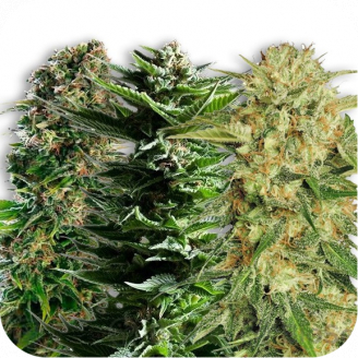 Семена марихуаны купить сорт Collection Mix Auto Fem.