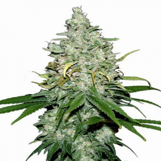 Семена марихуаны купить сорт Fat Bastard Auto Fem.