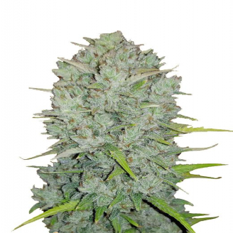 Семена марихуаны купить сорт Northern Lights Fem.