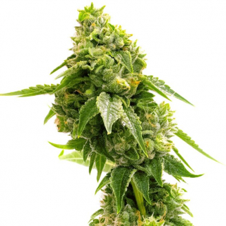 Семена марихуаны купить сорт Notorious THC Fem.