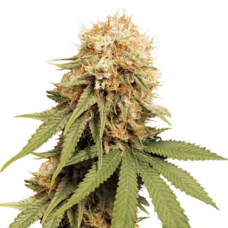 Семена марихуаны купить сорт Permanent Marker Auto Fem.
